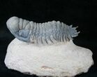 Beautifully Preserved Crotalocephalina Trilobite - #13904-3